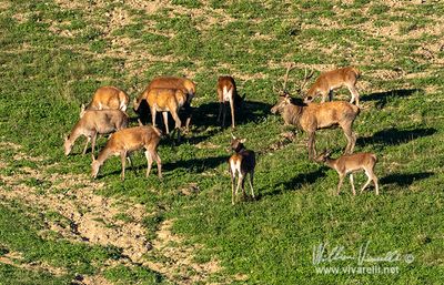 Cervo (Cervus elaphus)