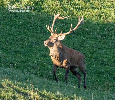 Cervo (Cervus elaphus)