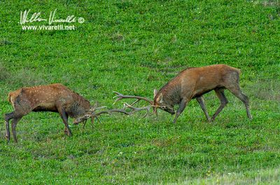 Cervo (Cervus elaphus)