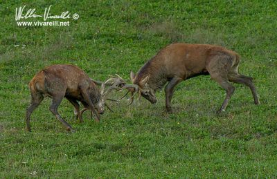 Cervo (Cervus elaphus)
