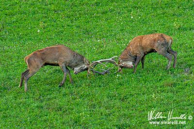 Cervo (Cervus elaphus)