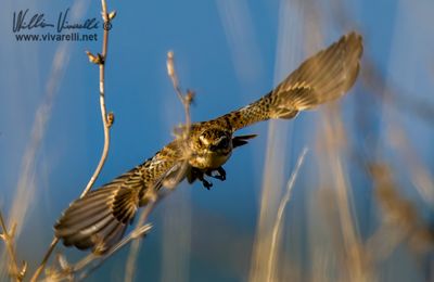 Stiaccino (Saxicola rubetra)