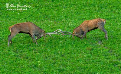 Cervo (Cervus elaphus)