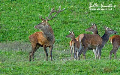 Cervo (Cervus elaphus) 