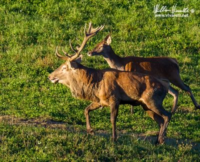 Cervo (Cervus elaphus) 