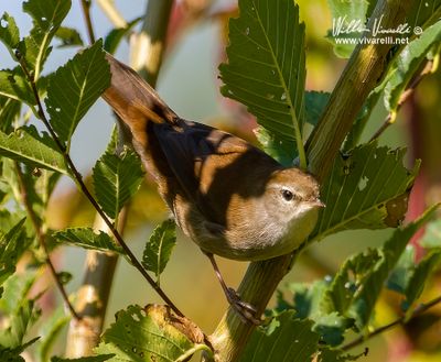 Usignolo di fiume (Cettia cetti) 