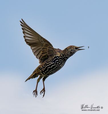 Storno (Sturnus vulgaris)