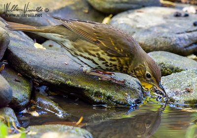 Tordo bottaccio (Turdus philomelos)
