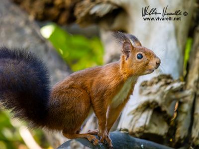 Scoiattolo (Sciurus vulgaris)