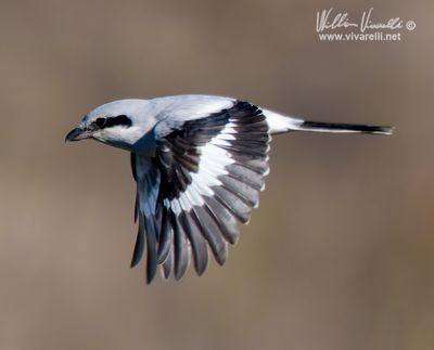 Averla maggiore (Lanius excubitor)