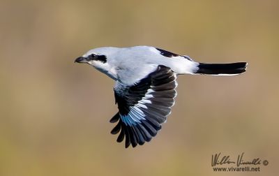 Averla maggiore (Lanius excubitor)