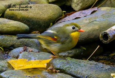 Usignolo del Giappone (Leiothrix lutea)
