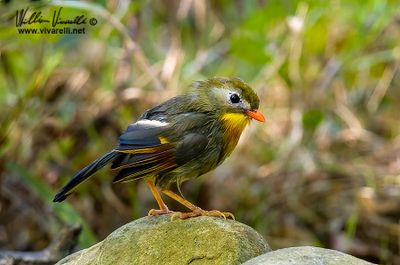 Usignolo del Giappone (Leiothrix lutea)