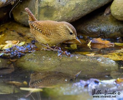 Scricciolo (Troglodytes troglodytes)