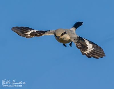 Averla maggiore (Lanius excubitor)