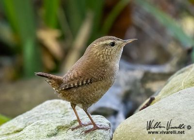 Scricciolo (Troglodytes troglodytes)