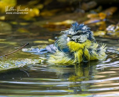Cinciarella (Cyanistes caeruleus)