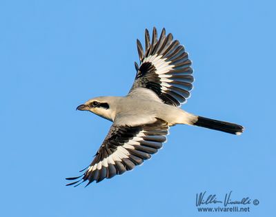 Averla maggiore (Lanius excubitor)