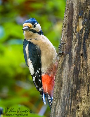 Picchio rosso maggiore (Dendrocopos major)