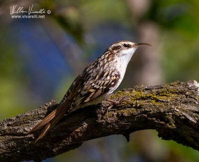 Rampichino (Certhia brachydactyla)