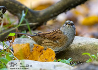 Passera scopaiola (Prunella modularis)