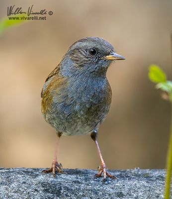 Passera scopaiola (Prunella modularis)