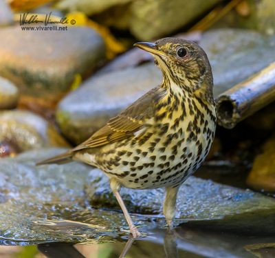 Tordo bottaccio (Turdus philomelos)