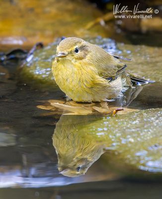 Luì piccolo (Phylloscopus collybita)