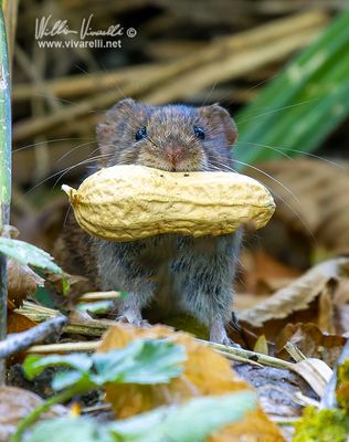 Arvicola rossastra (Clethrionomys glareolus)