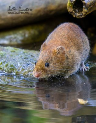 Arvicola rossastra (Clethrionomys glareolus)