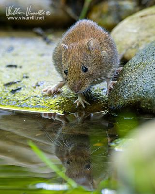 Arvicola rossastra (Clethrionomys glareolus)