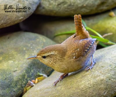 Scricciolo (Troglodytes troglodytes)