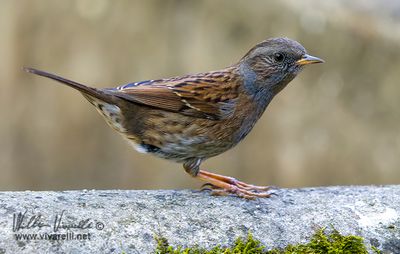 Passera scopaiola (Prunella modularis)