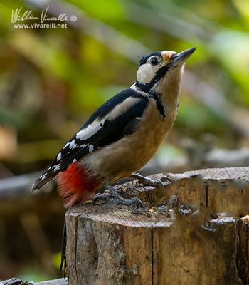 Picchio rosso maggiore (Dendrocopos major)