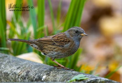 Passera scopaiola (Prunella modularis)