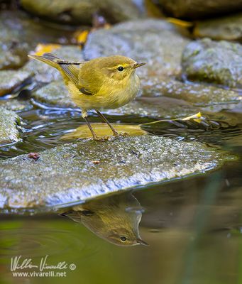 Luì piccolo (Phylloscopus collybita)