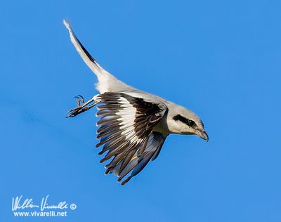 Averla maggiore (Lanius excubitor)