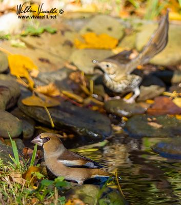 Frosone (Coccothraustes coccothraustes)