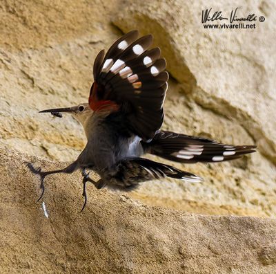 Picchio muraiolo (Tichodroma muraria)