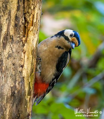 Picchio rosso maggiore (Dendrocopos major)