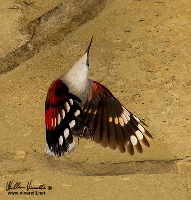 Picchio muraiolo (Tichodroma muraria)