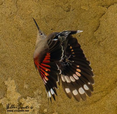 Picchio muraiolo (Tichodroma muraria)