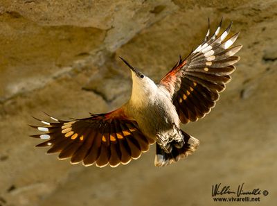 Picchio muraiolo (Tichodroma muraria)