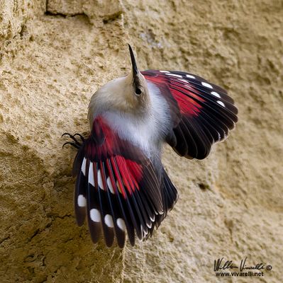 Picchio muraiolo (Tichodroma muraria)