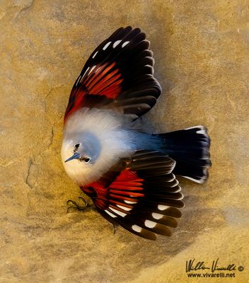 Picchio muraiolo (Tichodroma muraria)