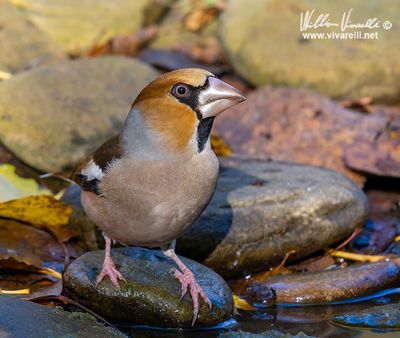 Frosone (Coccothraustes coccothraustes)