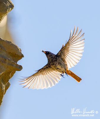 Codirosso spazzacamino (Phoenicurus ochruros )