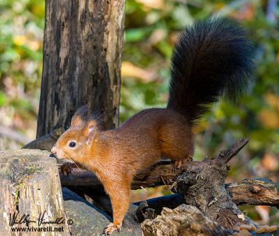 Scoiattolo (Sciurus vulgaris)