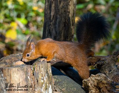Scoiattolo (Sciurus vulgaris)