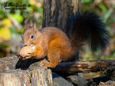 Scoiattolo (Sciurus vulgaris)